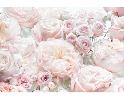 8-976 Фотообои Komar "Весенние розы"