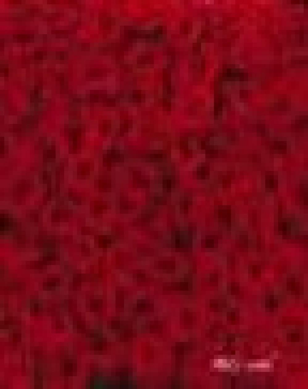 4-077 Фотообои Komar "Roses"