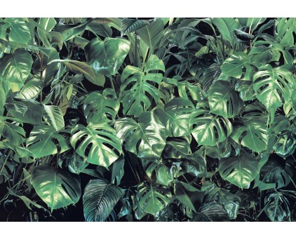 8-333 Фотообои Komar "Тропическая зелень"